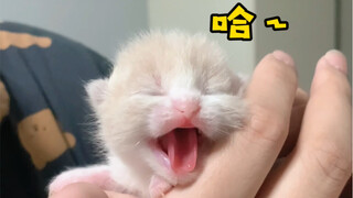 刚出生的小猫不要丢！养着养着就。。。