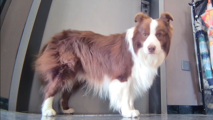 After learning that a dog’s howl expresses longing, the sky seemed to fall.