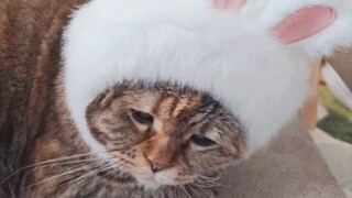 Bunny, aku kehabisan wortel...