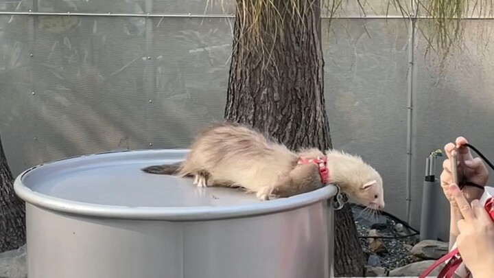 Năng lượng của các bé động vật hôm nay vượt mức luôn 💖