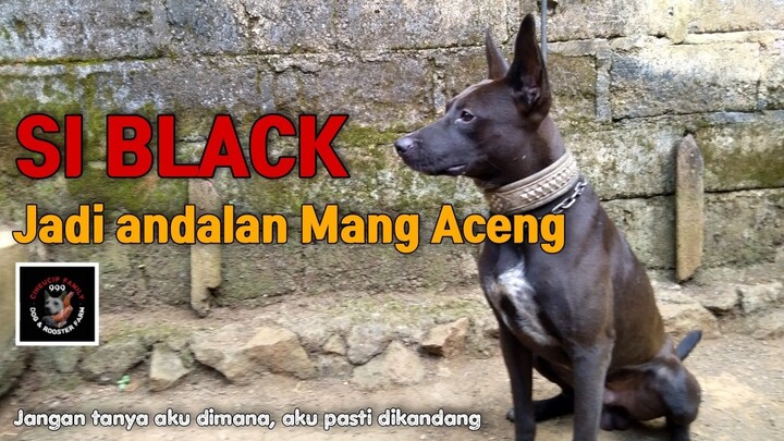 Si Black pasukan baru