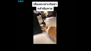 เสียงทะเลาะกันน่ากลัวชิบหาย 😆