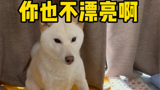 ลูกชายตัวโตของแม่ (อย่าหลงเชื่อผู้หญิงสวยง่ายๆ นะ)