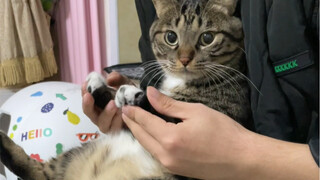 كيف لـ"تشو جوان باو" الذكي جدًا أن لا يتعلم كيف يقاوم؟