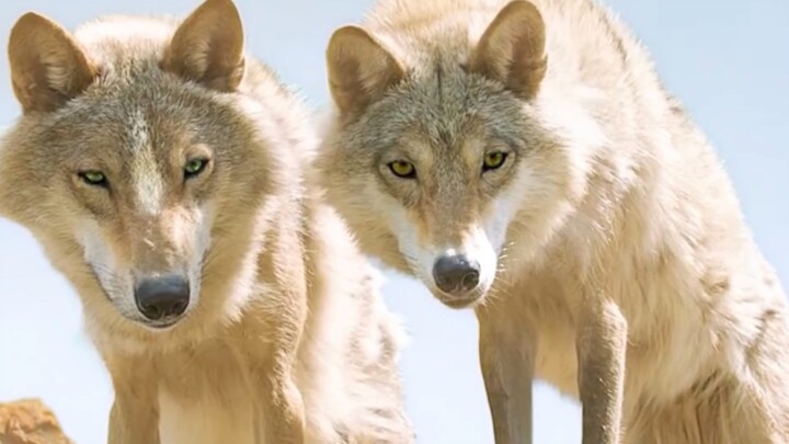 Behind humanity’s ruthless trampling of nature lies the trampling of innocent lives!