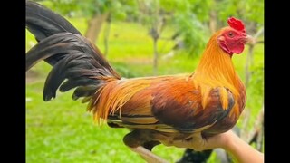Mulawin gold