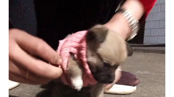 น้องหมาตัวน้อยใส่เสื้อผ้าครั้งแรก