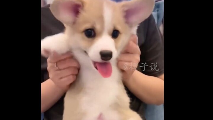 So this is how a little corgi goes downstairs!