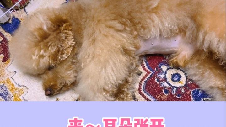 Tu Tu’s voice-activated ears~