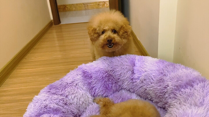 Aren’t dogs just here to heal us humans?