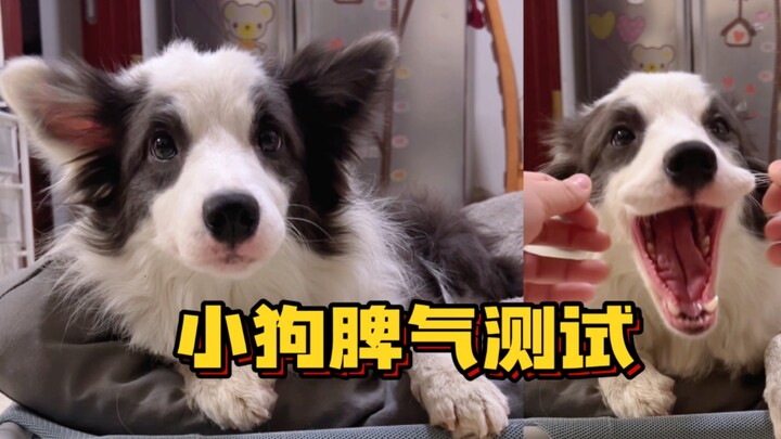 Testing My Border Collie Princess’s Temper!