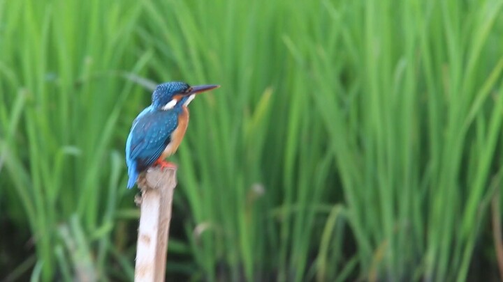 A Beautiful Bird in The Greend Land