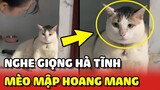 Vẻ mặt HOANG MANG của Mèo mập vì bà ngoại nói giọng HÀ TĨNH 😂 | Yêu Lu