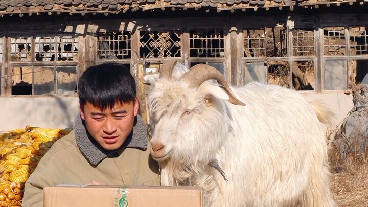 Wishing everyone a happy New Year! Lately, a lovely lady has been feeding the Gluttonous Sheep.