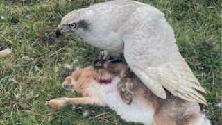 帮法国酒庄抓兔子竟然还有意外收获