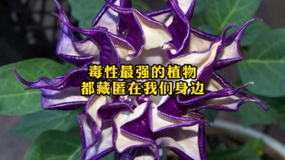 Do you know of any other highly toxic plants?