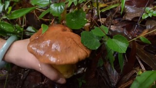 The super stress-relieving pat-pat collection you want is here, picking mushrooms on rainy days