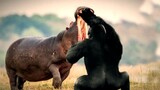 Gorillas And Hippos Fight With Their Own Family Species.