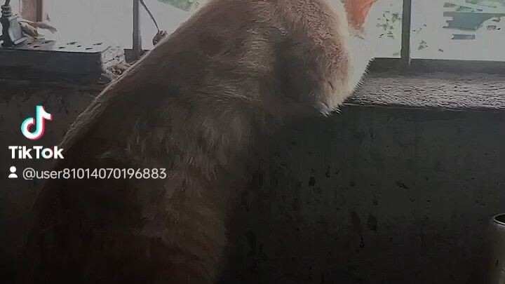 #cat
