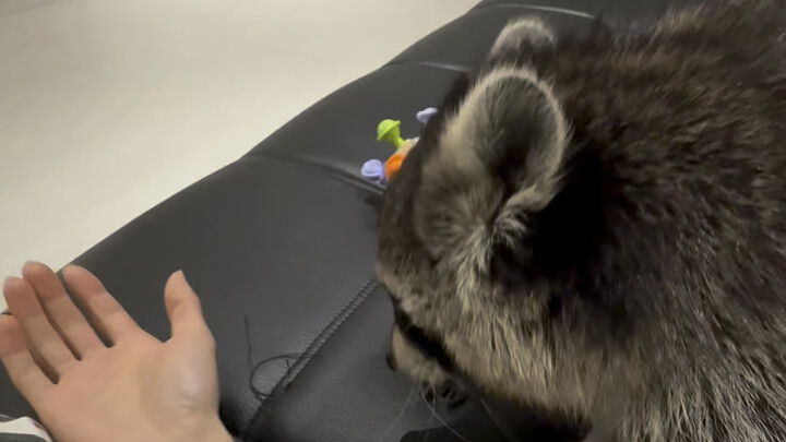 Even raccoons need to be petted!