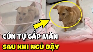 Bé chó THÔNG MINH tự GẤP MÀN sau khi ngủ dậy 😍 | Yêu Lu