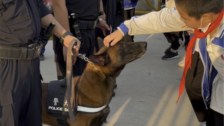 The kids were so enthusiastic that the guard dog on the school guard post was almost rubbed bald...