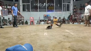Hindi Naman quality manok,panalo parin