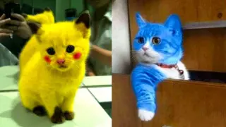 Baby Cats - Cute and Funny Cat Videos Compilation #14 | Aww Animals