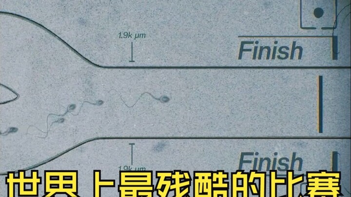 世界上最残酷的比赛