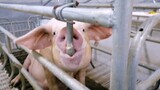 [Loài vật] Chú lợn thông minh