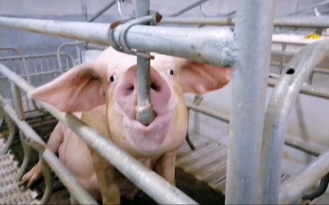[Animal] A Smart Pig