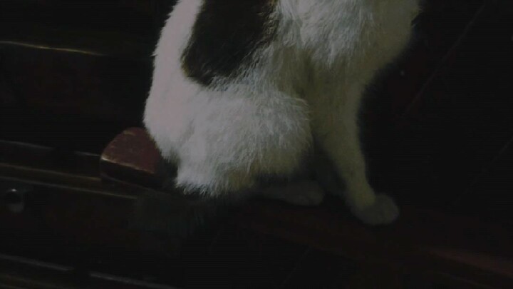 sholawat ibni Abdillah