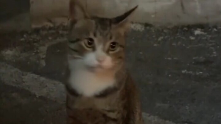 Kucing: “Aku cuma duduk di sini aja udah bikin kamu terpesona habis!”