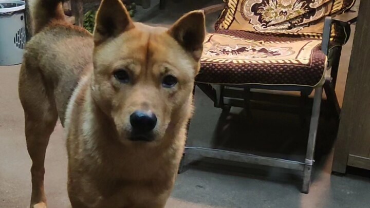 Chó con: Phòng trộm, phòng mất cắp, phòng cả người dọn phân nữa! #Chó_Vườn_Trung_Hoa #Chó_Cưng #Đại_