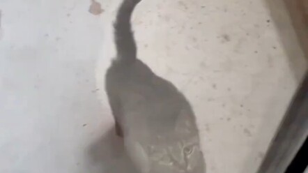 My Story with Stray Cats: How Long Does It Take to Become Best Friends with a Cat?