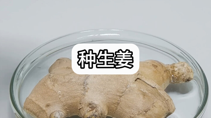 Jahe di rumah jangan sampai terkena air, kalau tidak bakal jadi begini!