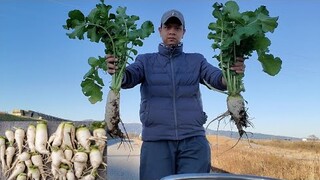 Củ Cải Trắng Rau Húng Lủi Mọc Nhiều Ngoài Đường Nhật Bản | Út Đạt | Cuộc Sống Nhật | # 326