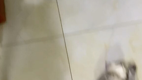 养猫是真费空调啊……