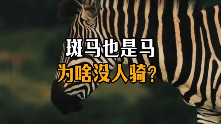 Zebras are horses too—so why doesn’t anyone ride them?