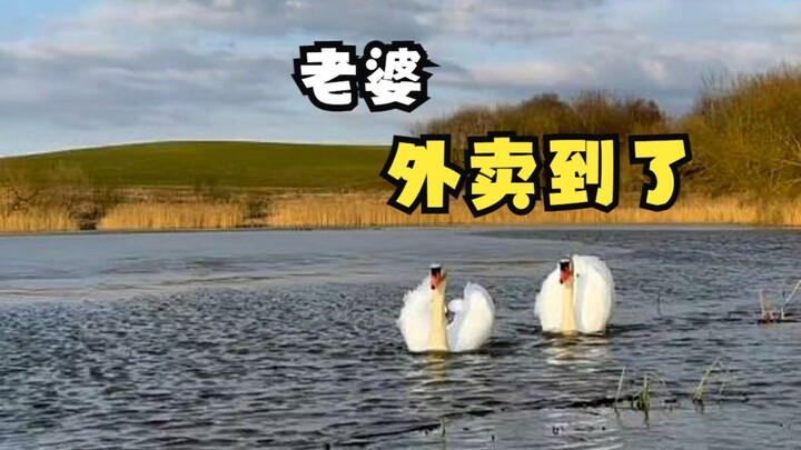 Cara membeli angsa dengan sarapan oatmeal!