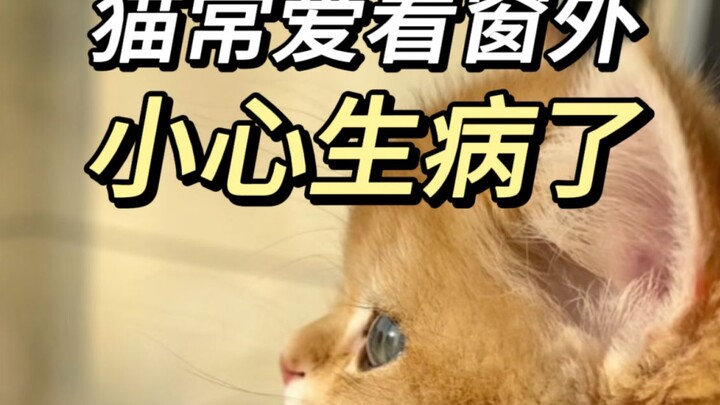 سرّ القط الصغير الذي يحدّق خارج النافذة كل يوم