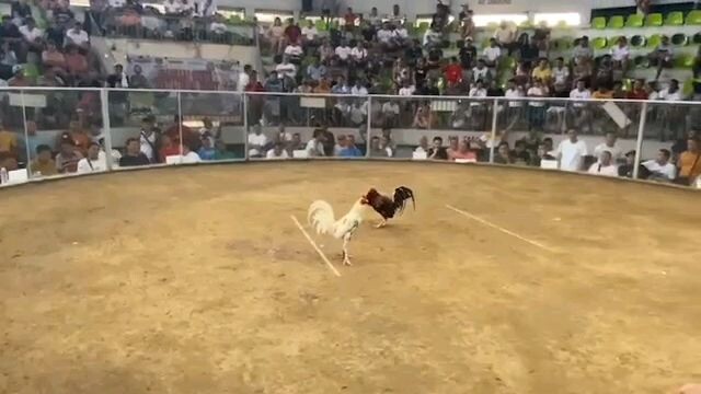 Our own creation WKB White 1x WPC nationals and 1x Big Event #KingBMandCJT