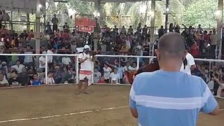 TAGUM DAVAO DEL SUR GALLERA 4stag/ 1st fight