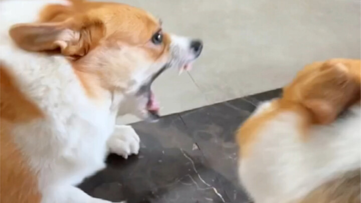 الآن استمتعوا بعرض الكوبيت المزدوج من “جي”! الأداء: كريم وويني