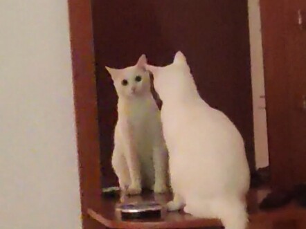 A Cat Learning to Look in the Mirror