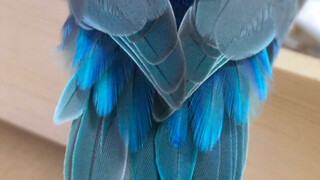 [Pacific Parrot] Selalu ada netizen yang ingin mencabut bulu saya untuk membuat batu giok