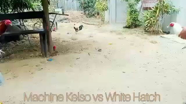 sample1:pabitaw2 lng(mK vs wH)