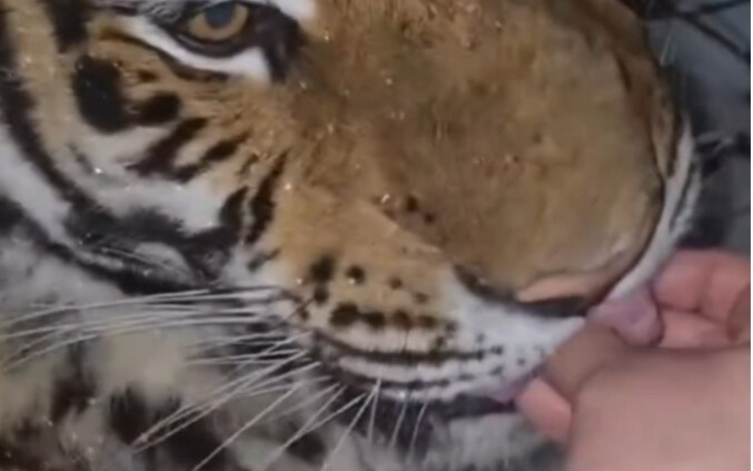 “Harimau ini bahkan lebih santun daripada kucing di rumah saya”