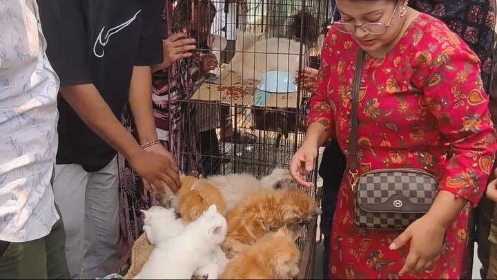 Mission: Finding the Perfect Cat!