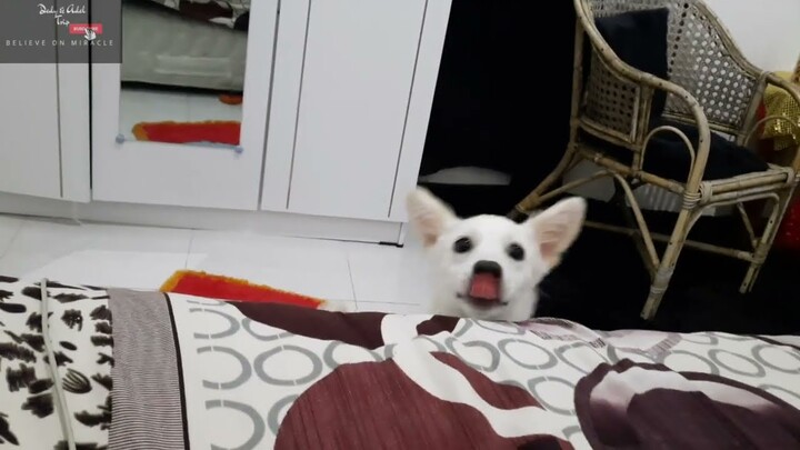 Video Anak Anjing Lucu Cute Little Puppy Bombom and Pipo in Action